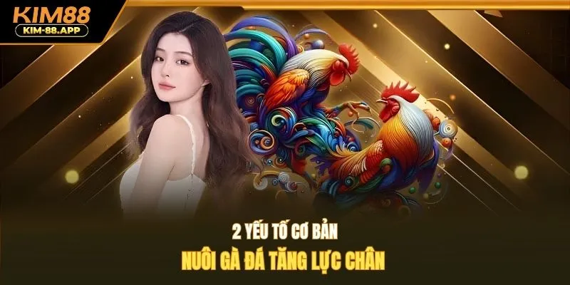 2 yếu tố cơ bản nuôi gà đá tăng lực chân 