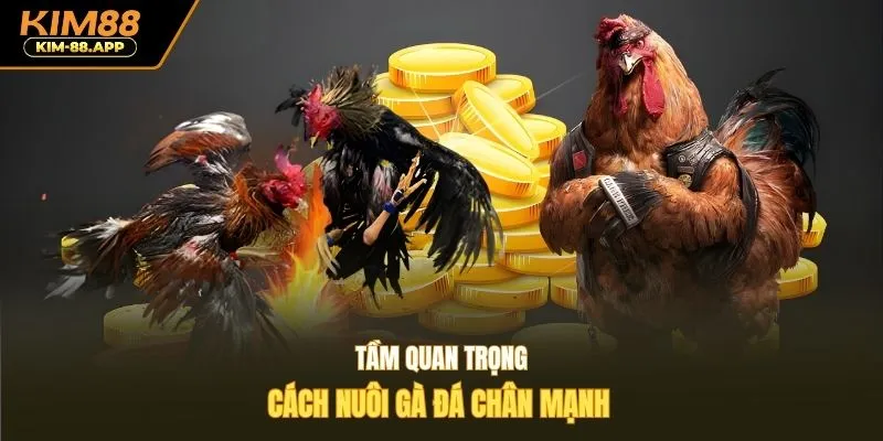 Tầm quan trọng cách nuôi gà đá chân mạnh 