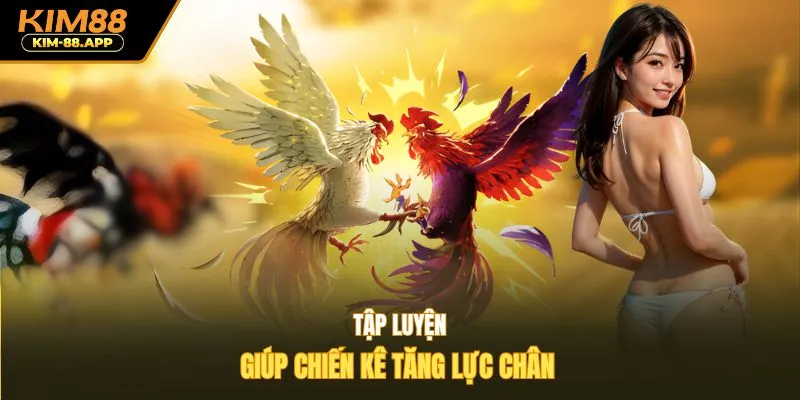 Tập luyện giúp chiến kê tăng lực chân 