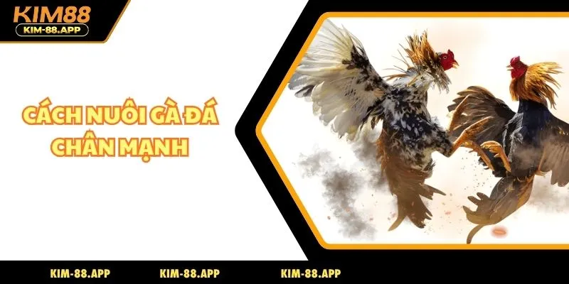 cách nuôi gà đá chân mạnh
