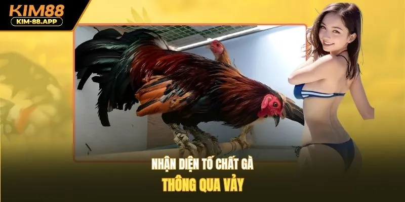 Nhận diện tố chất gà thông qua vảy
