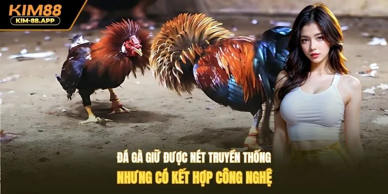 Đá gà giữ được nét truyền thống nhưng có kết hợp công nghệ